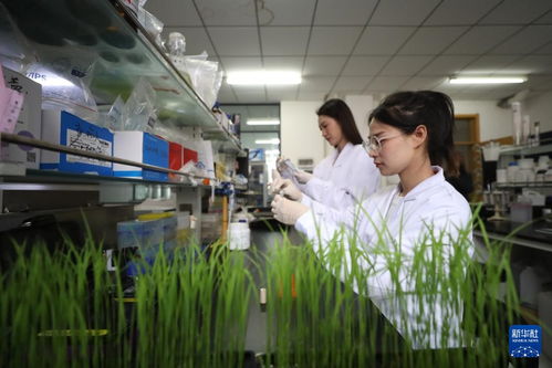 探访北方粳稻育种栽培技术国家地方联合工程实验室 辽宁钻采工程技术服务的科技创新之路